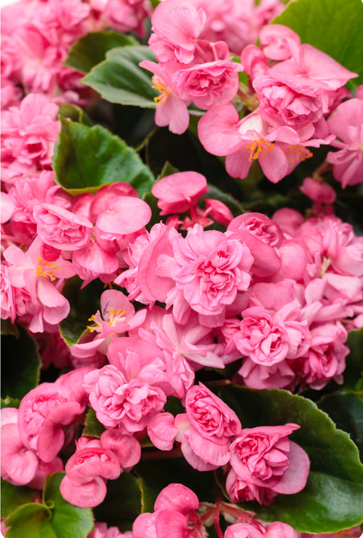 Begonia Double Up™️ Pink