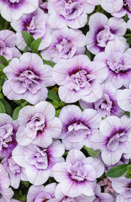 Calibrachoa Superbells Double Twlight