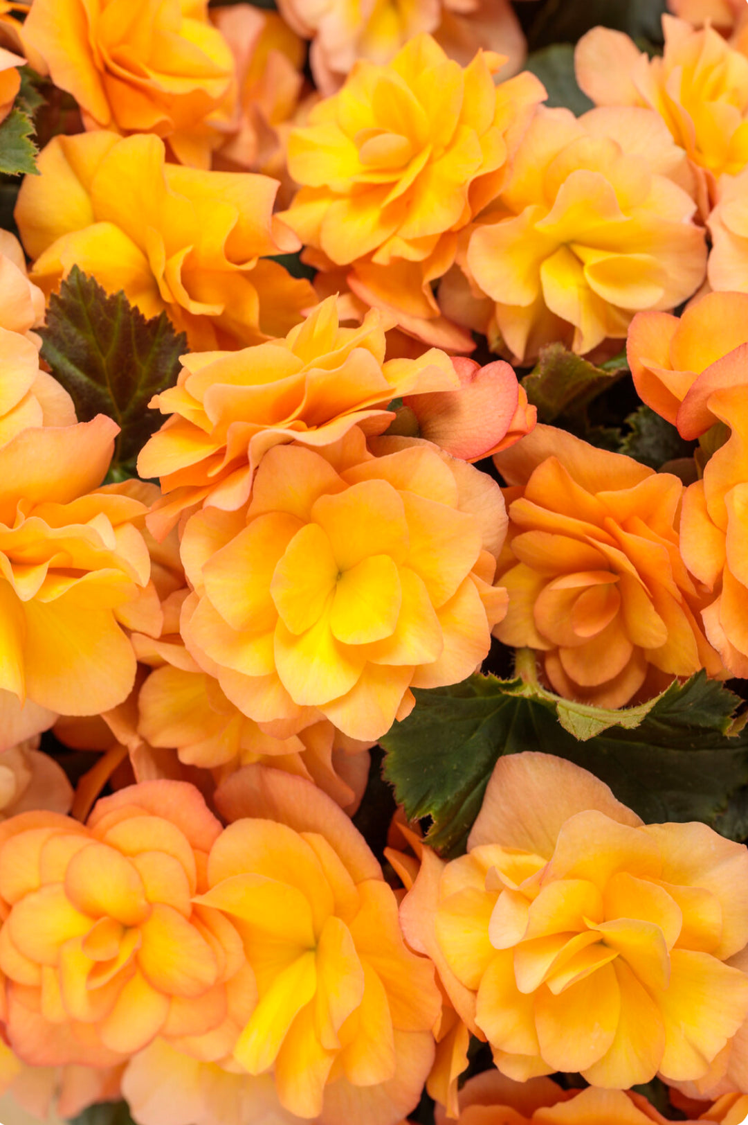 Begonia Solenia® Apricot — Dutch Growers Regina