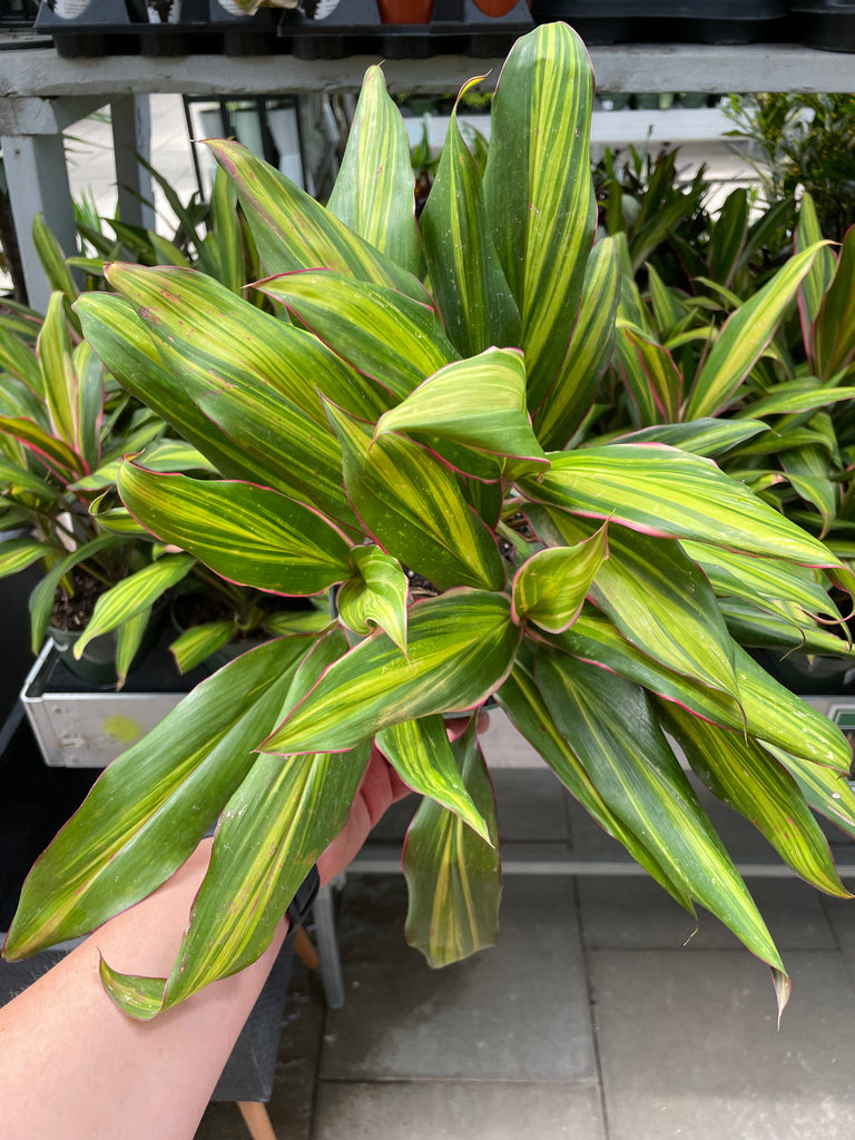 cordyline kiwi indoor plant Cordyline Kiwi — Dutch Growers Regina
