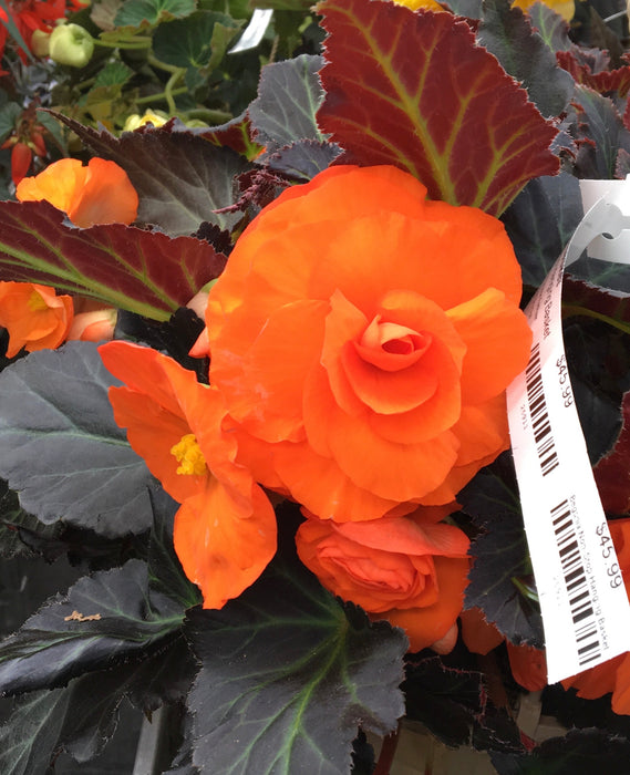 Annual Shade basket -10"o