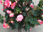 Annual Shade basket -10"o
