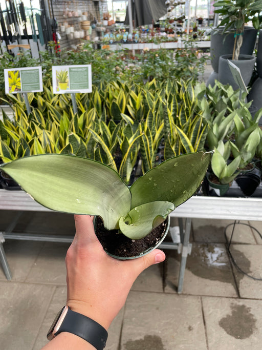 Sanseveria - Snake Plant Moonshine