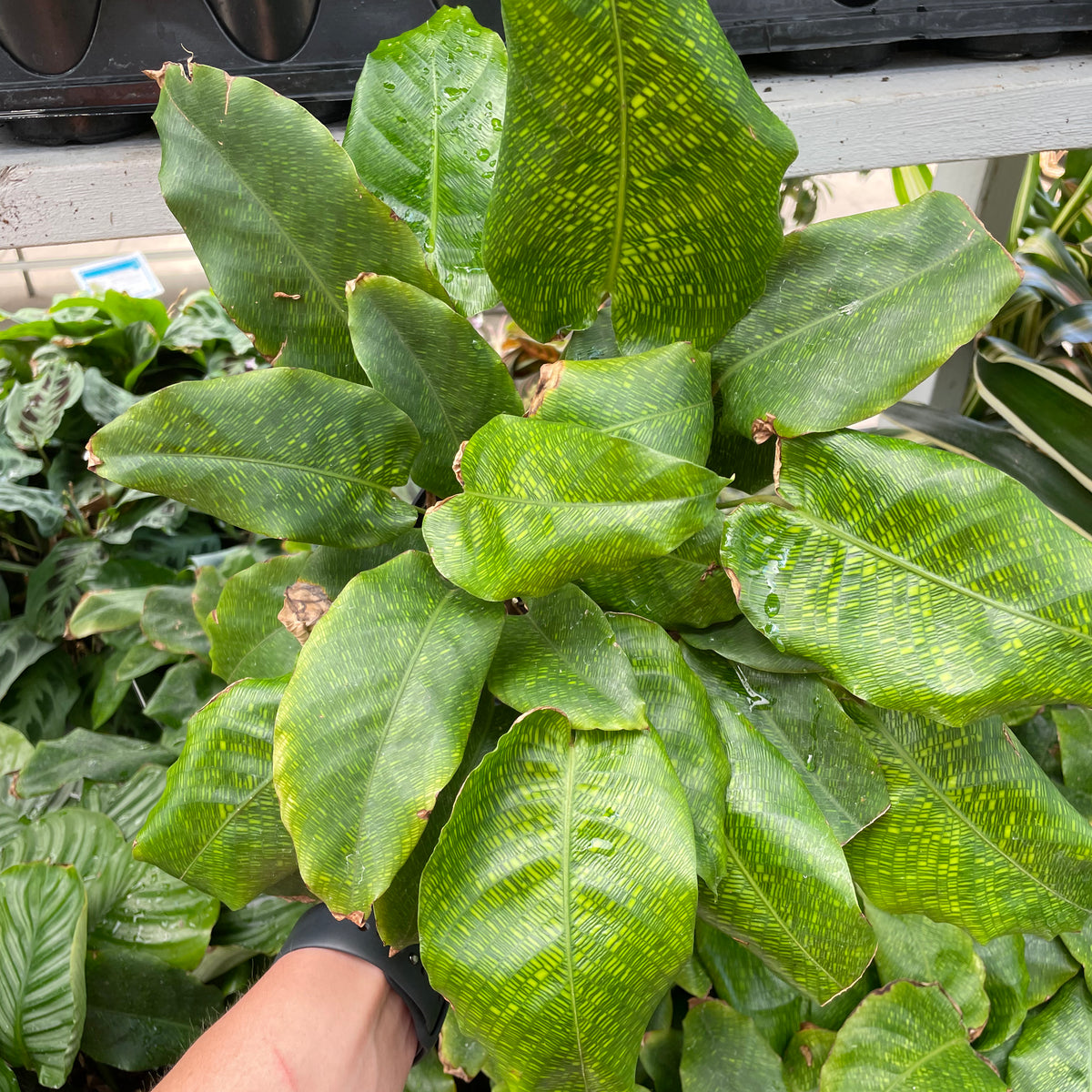 network calathea Calathea Network — Dutch Growers Regina
