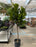 Ficus Lyratra (Fiddle leaf figs)