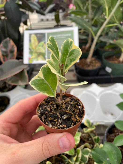 Ficus Triangularis variegated