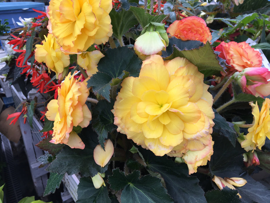 Annual Shade basket -10"o