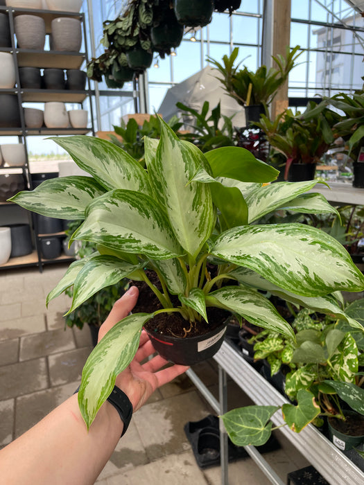 60cm chinese evergreen aglaonema 'silver bay Aglaonema (Chinese Evergreen) Silver Bay — Dutch Growers Regina