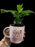 Mothers Day mug with live Coffee Plant.