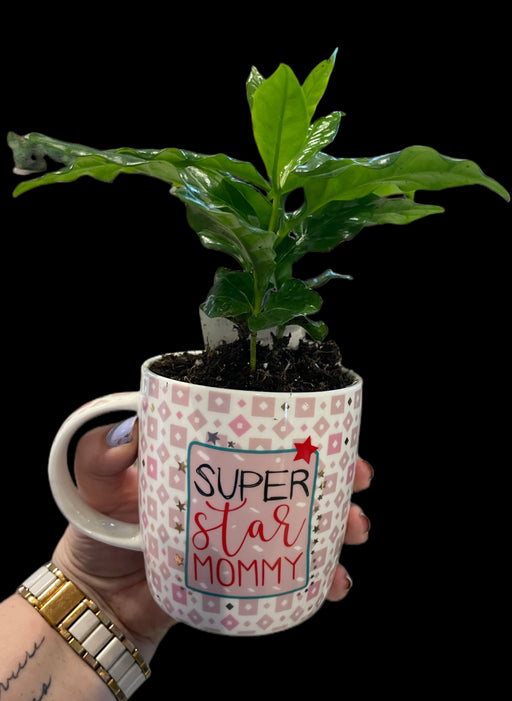 Mothers Day mug with live Coffee Plant.