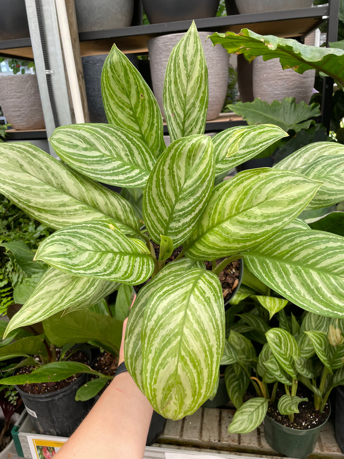 aglaonema white stripe Aglaonema (Chinese Evergreen) Stripes — Dutch Growers Regina