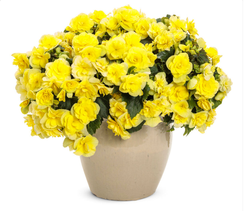 Begonia Solenia® Yellow