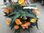 Annual Shade basket -10"o