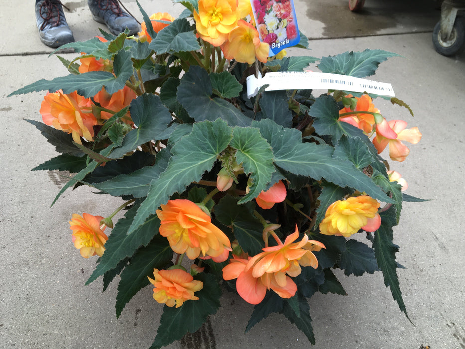 Annual Shade basket -10"o
