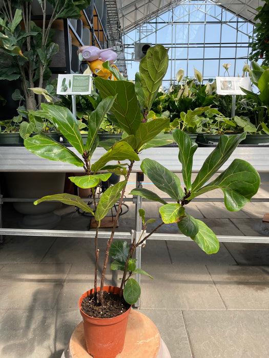 Ficus Lyratra (Fiddle leaf figs)