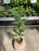 Ficus Benghalensis "Audrey"