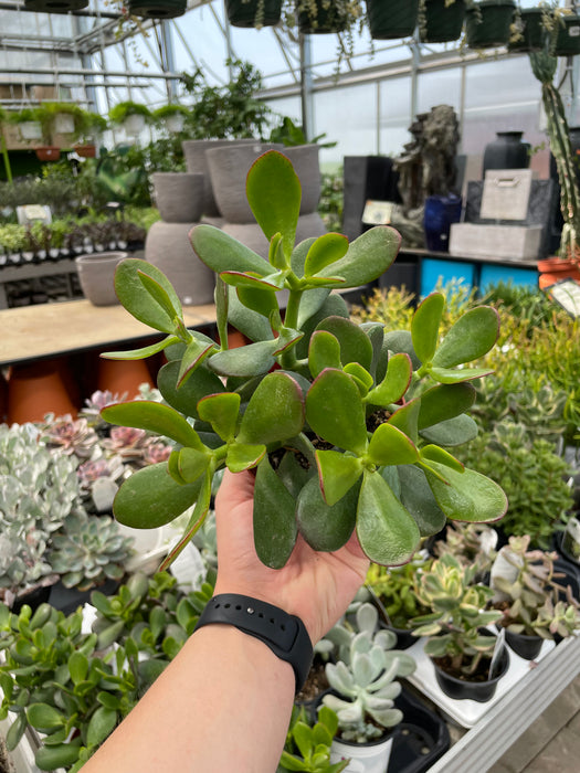 jade plant in kannada Jade Plant — Dutch Growers Regina