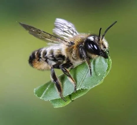 Bee - 25 Leafcutter Cocoons