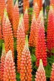 Lupinus Staircase Orange & White 2G