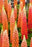 Lupinus Staircase Orange & White 2G