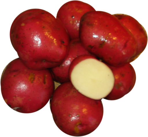 Seed Potato - Sangre 10 lb