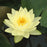 Nymphaea Joey Tomocik 5"