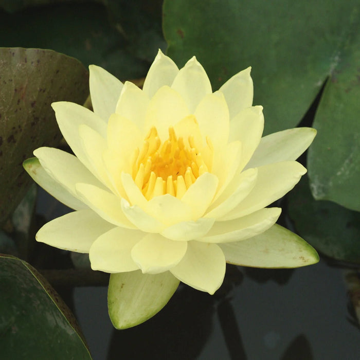 Nymphaea Joey Tomocik 5"