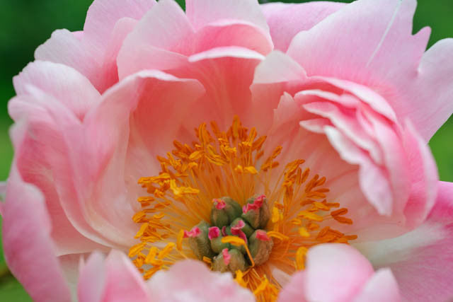 Peony Paeonia Coral Supreme 1 Gal