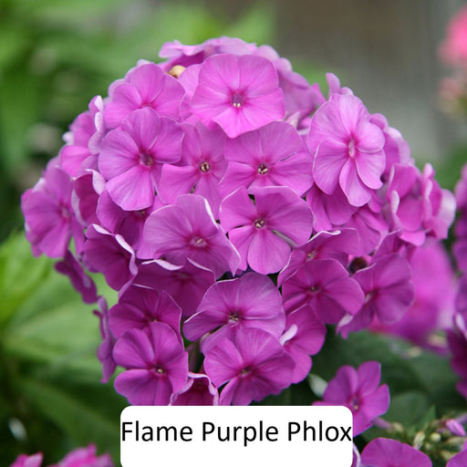 Perennial Phlox