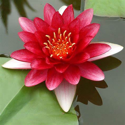 Water Lily Nymphaea Red Attraction 5"