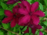 Clematis Ruutel #1