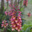 Digiplexis (digitalis) Illumination Flame