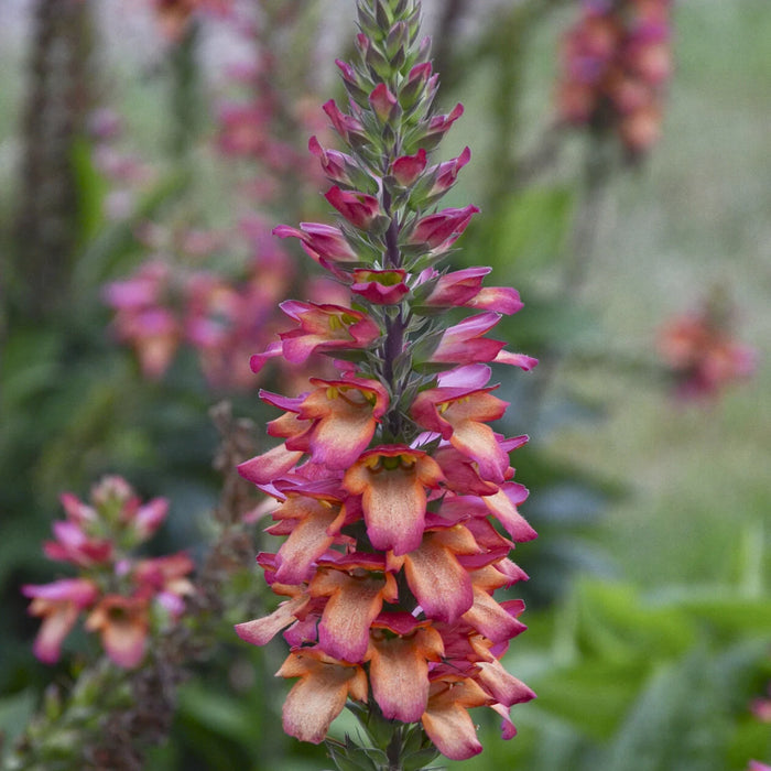 Digiplexis (digitalis) Illumination Flame