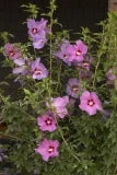 Hibiscus Syriacus Chateau D'Ambroise PP #2