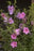 Hibiscus Syriacus Chateau D'Ambroise PP #2