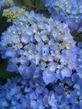 Hydrangea Macrophylla Blue Enchantress PP#2