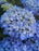 Hydrangea Macrophylla Blue Enchantress PP#2