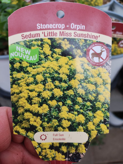 Sedum Little Miss Sunshine #1