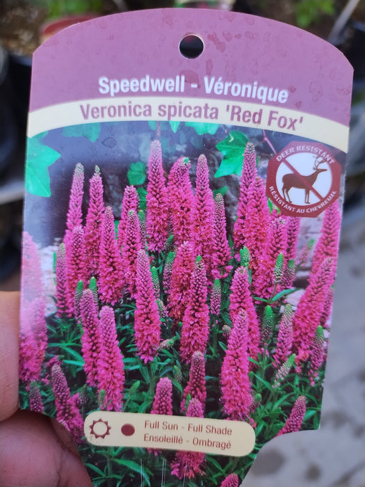 Veronica Red Fox