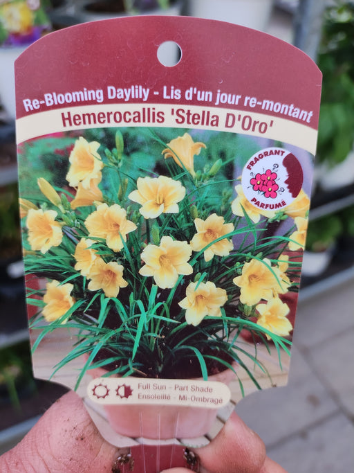 Hemerocallis Stella D'Oro