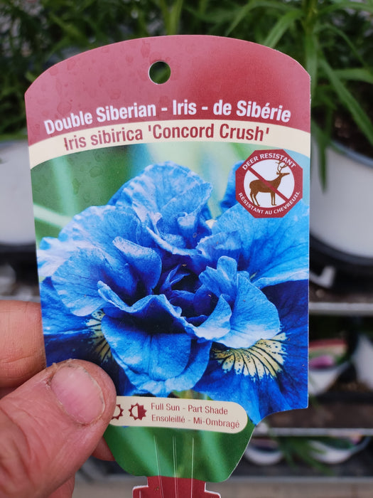 Iris Concord Crush #1