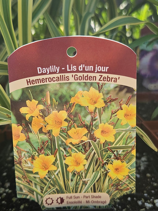 Hemerocallis Golden Zebra 15cm Daylily