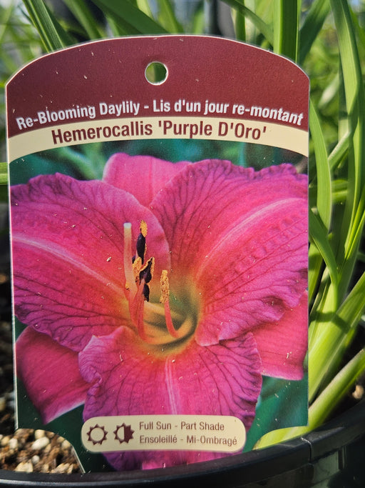 Hemerocallis Purple D'Oro #1