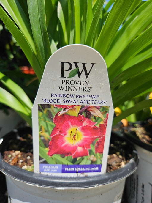 Hemerocallis Blood, Sweat & Tears 17cm Daylily