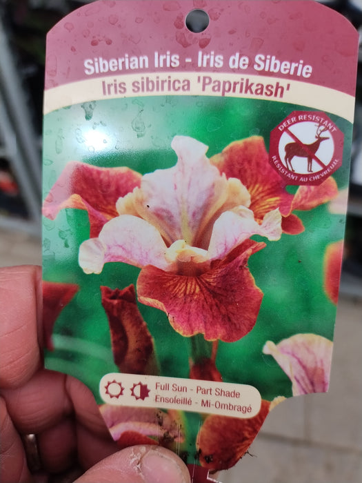 Iris Sib Paprikash
