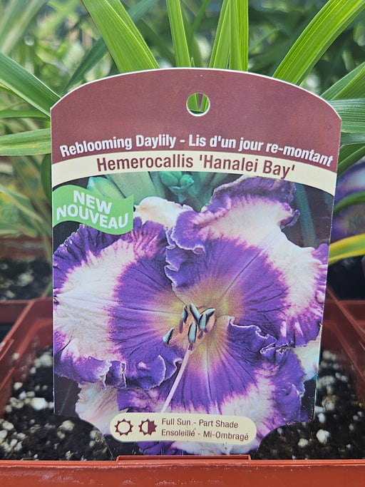 Hemerocallis Hanalei Bay 15cm Daylily