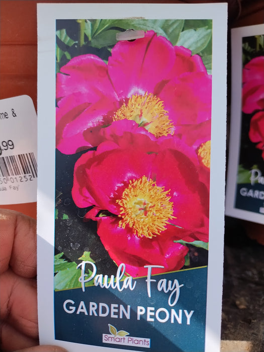 Paeonia Paula Fay #2 Ex