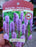 Liatris spicata 9cm ex
