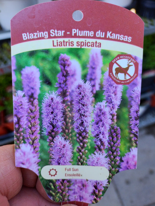 Liatris spicata 9cm ex