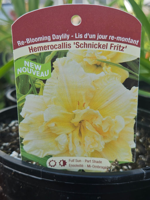Hemerocallis Schnickel Fritz 15cm Daylily